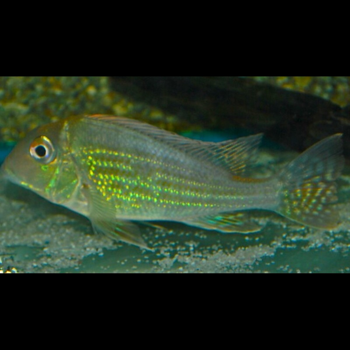 Géophage altifrons sauvage (Geophagus altifrons) – Sur commande