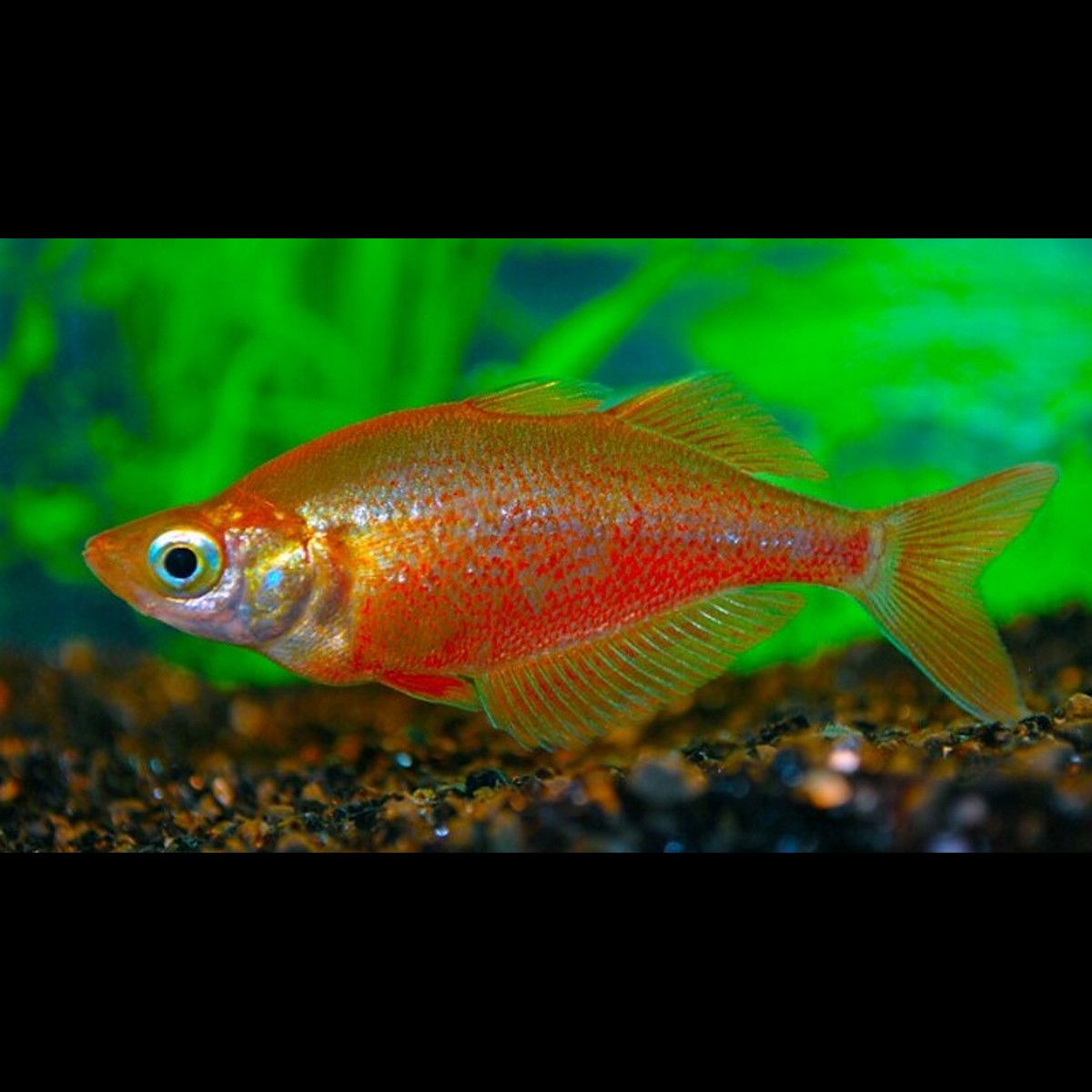 Arc-en-ciel rouge (Glossolepis incisus) – Sur commande