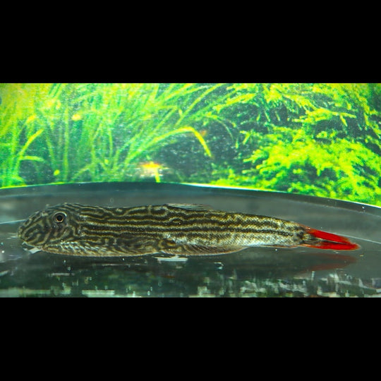 Loche impériale rouge sauvage (Gastromyzon sp. « imperial red ») – Sur commande