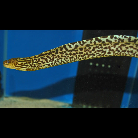 Murène D'eau Douce Tigre sauvage (Gymnothorax polyuranodon) – Sur commande
