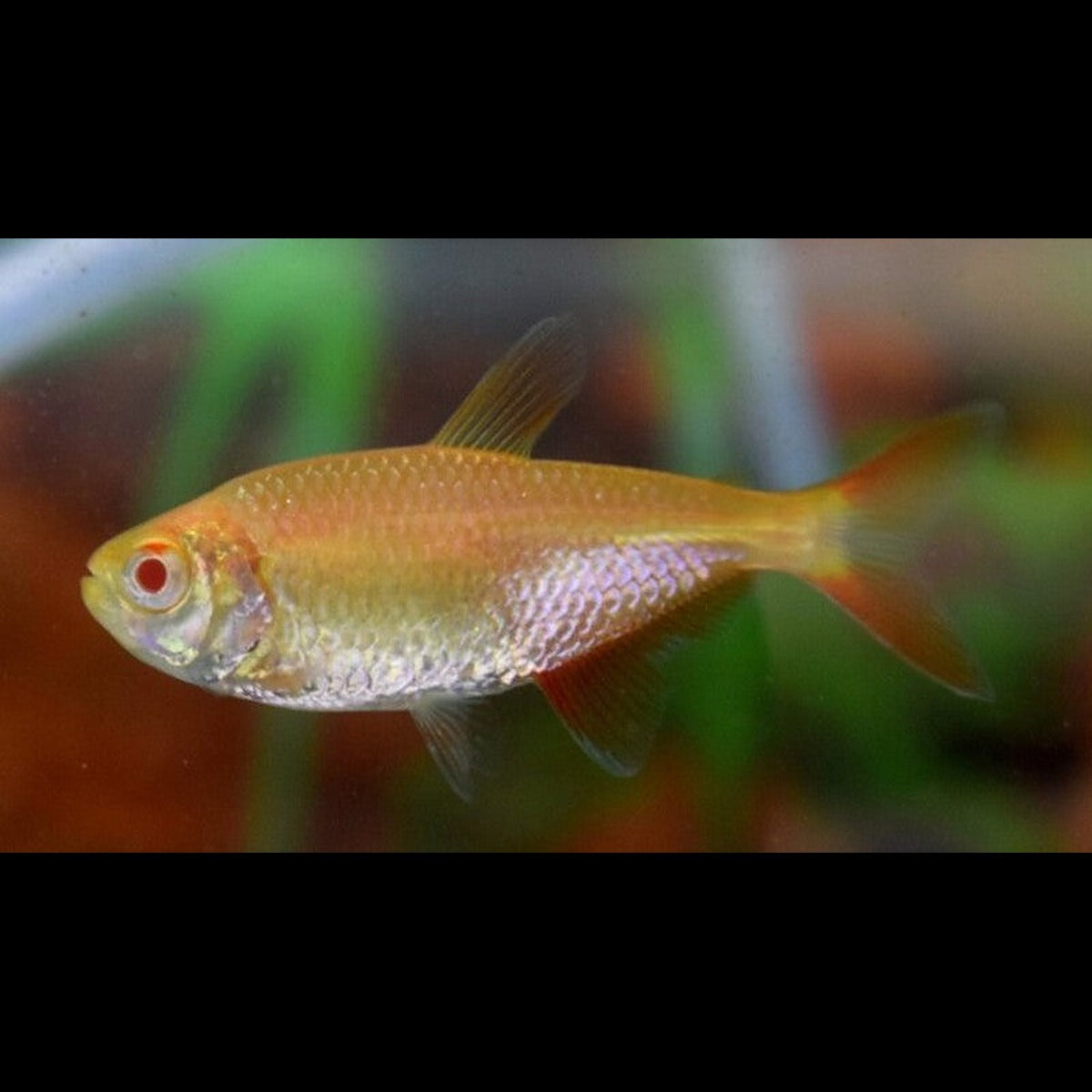 Tétra de Buenos Aires albino (Hyphessobrycon anisitsi « albino ») – Sur commande