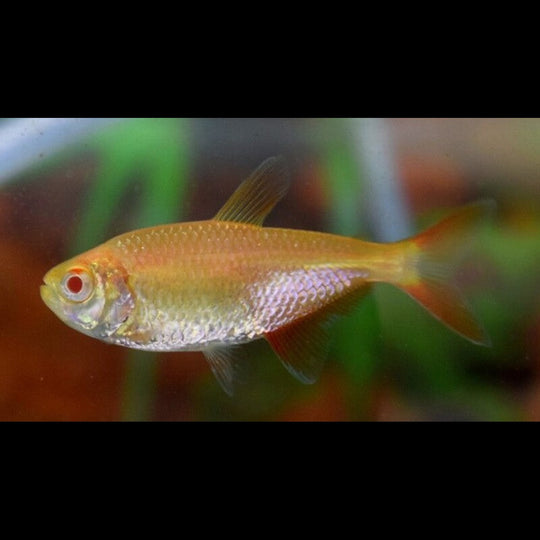 Tétra de Buenos Aires albino (Hyphessobrycon anisitsi « albino ») – Sur commande