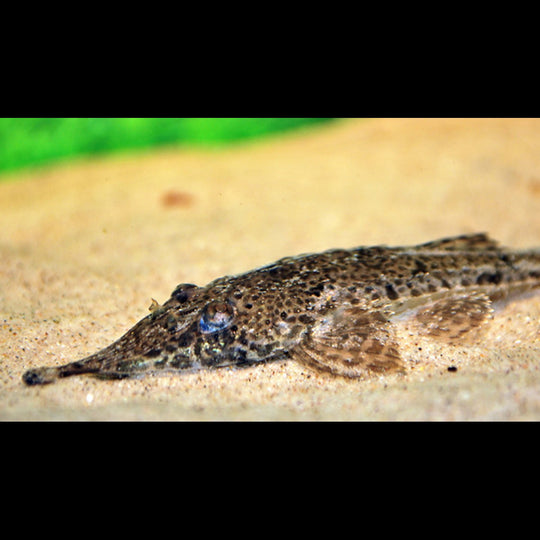 Hemiodontichthys sauvage (Hemiodontichthys acipenserinus) – Sur commande