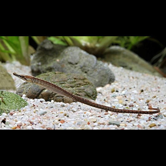 Poisson Aiguille Spicifer sauvage (Hippichthys spicifer) â Sur commande