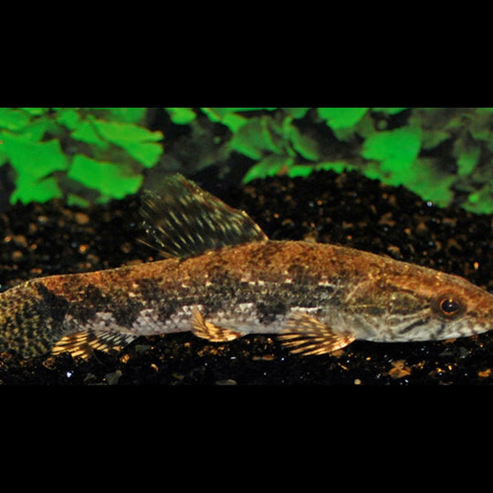 Poisson Malabar sauvage (Hoplias malabaricus) – Sur commande