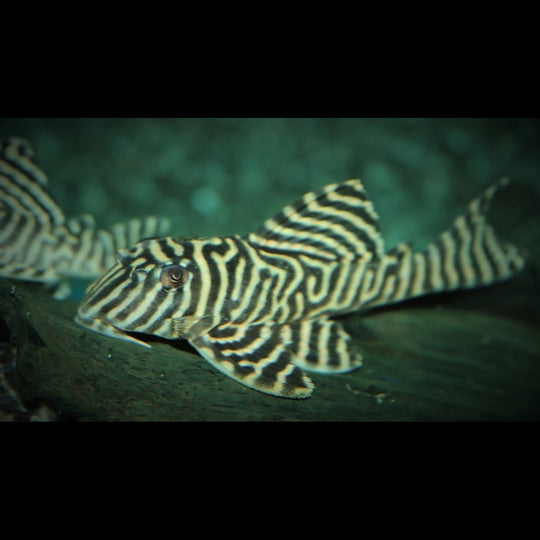 Pléco zèbre L333 sauvage (Hypancistrus sp. L333) – Sur commande