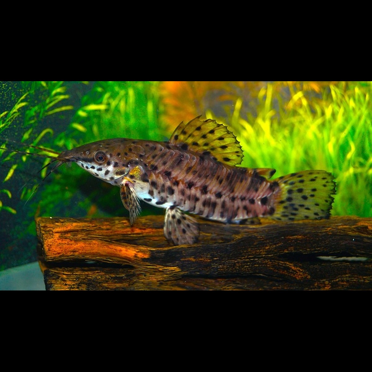 Cascadure (Megalechis thoracata) – Sur commande