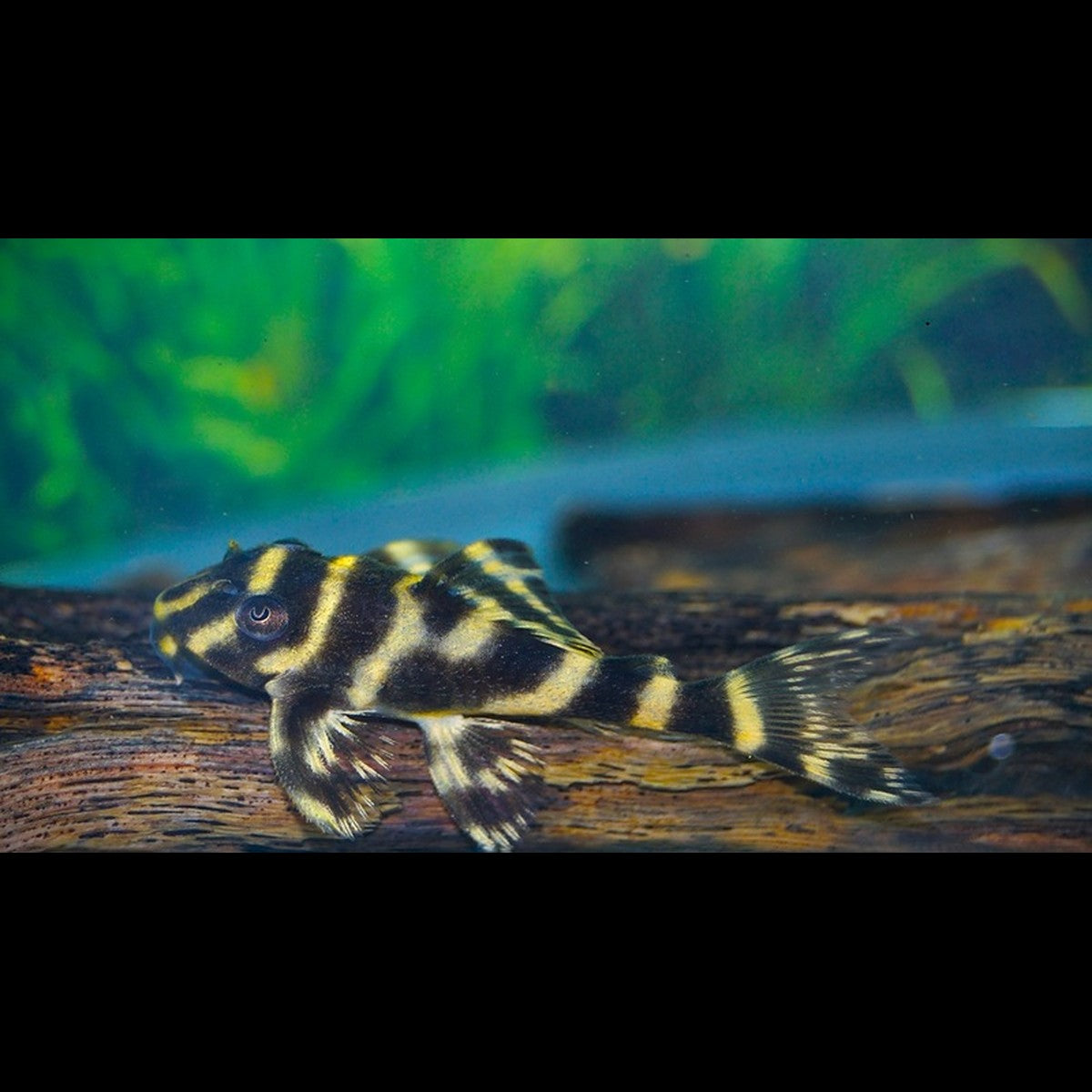 Pléco zèbre labyrinthe L333 (Hypancistrus sp. L333) – Sur commande