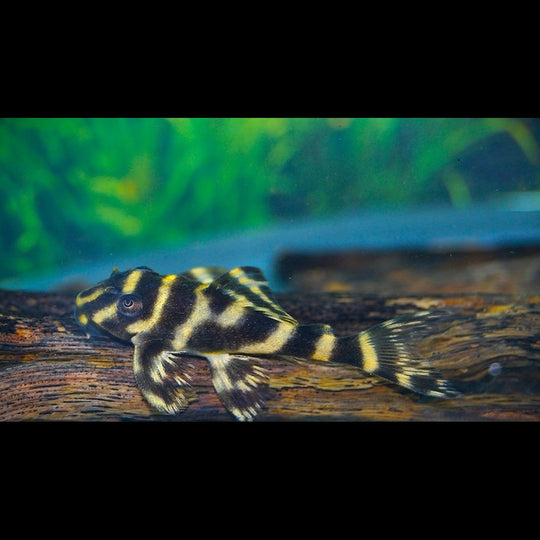 Pléco zèbre labyrinthe L333 (Hypancistrus sp. L333) – Sur commande