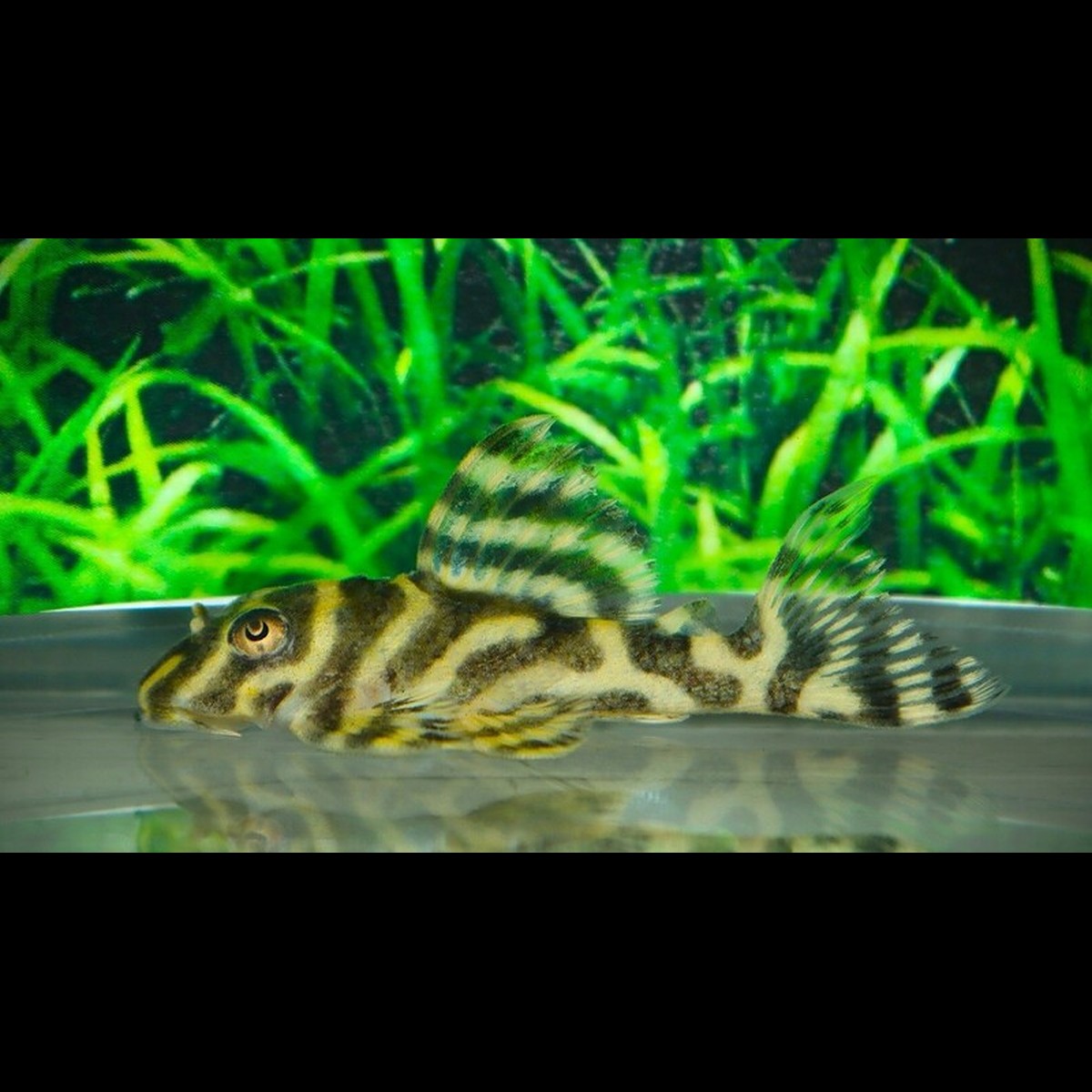 Hypancistrus L333 à rayures jaunes (Hypancistrus sp. L333 « yellow stripe ») – Sur commande