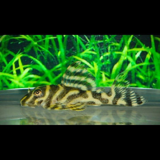 Hypancistrus L333 à rayures jaunes (Hypancistrus sp. L333 « yellow stripe ») – Sur commande