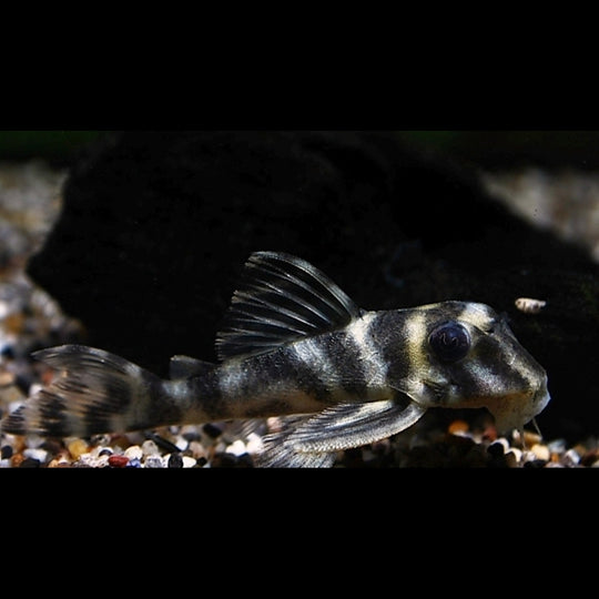 Hypancistrus furunculus L199 sauvage (Hypancistrus furunculus) – Sur commande