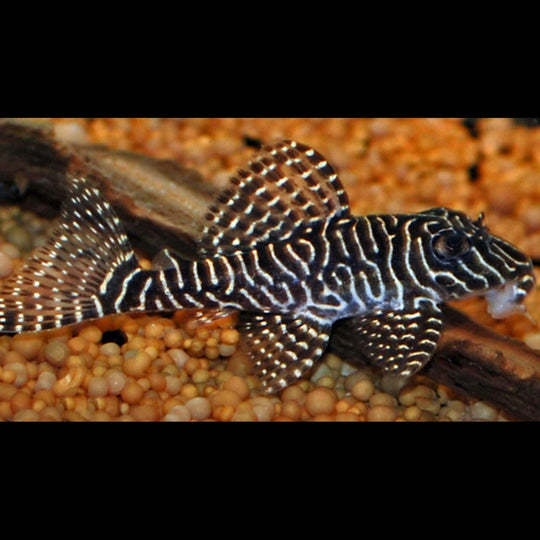 Pléco reine arabesque L260 sauvage (Hypancistrus sp. L260) – Sur commande