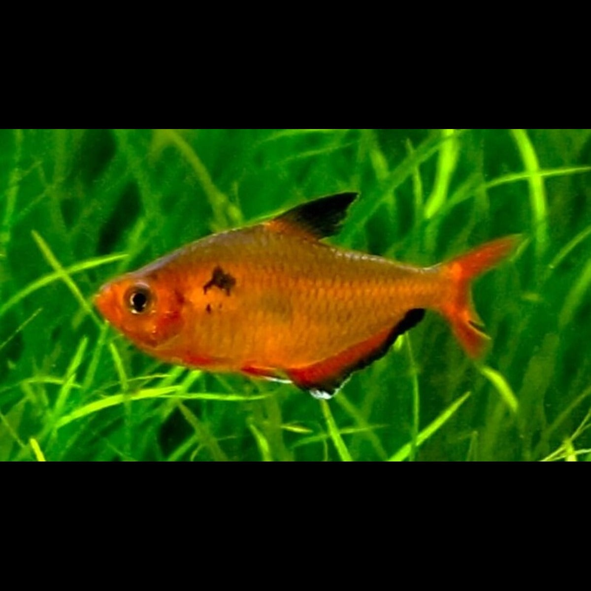 Tétra joyau rouge (Hyphessobrycon eques « super red ») – Sur commande