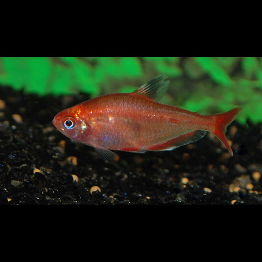 Tétra joyau rouge doré (Hyphessobrycon eques « red gold ») – Sur commande