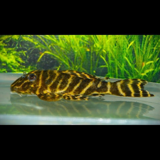 Pléco méga-clown L340 sauvage (Hypancistrus sp. L340) – Sur commande