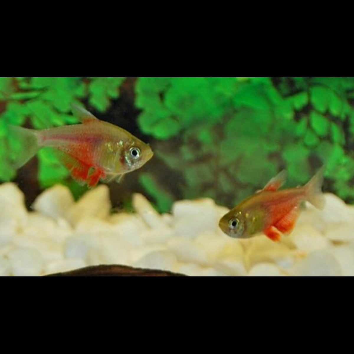 Tétra flamme orange (Hyphessobrycon flammeus « orange ») – Sur commande