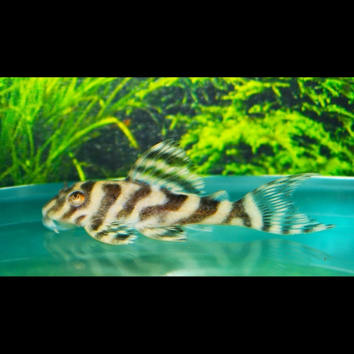 Hypancistrus L173 (Hypancistrus sp. L173) â Sur commande