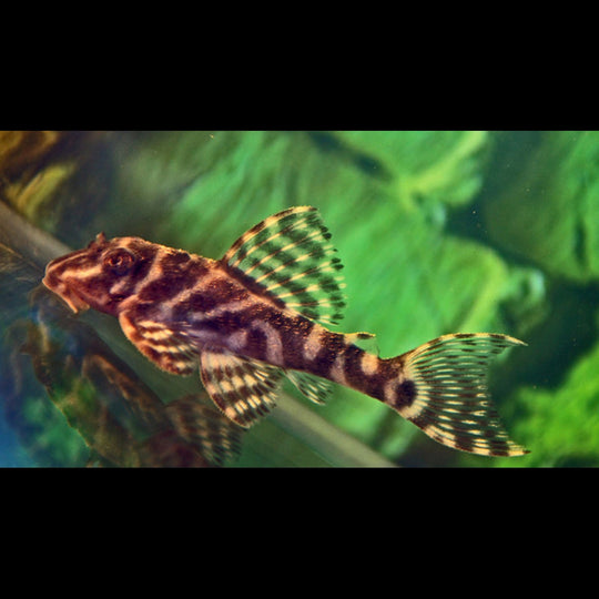 Hypancistrus L450 (Hypancistrus sp. L450) – Sur commande