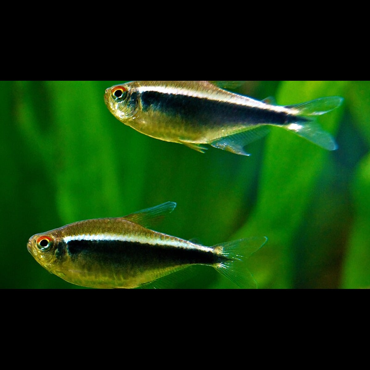 Néon noir (Hyphessobrycon herbertaxelrodi) – Sur commande