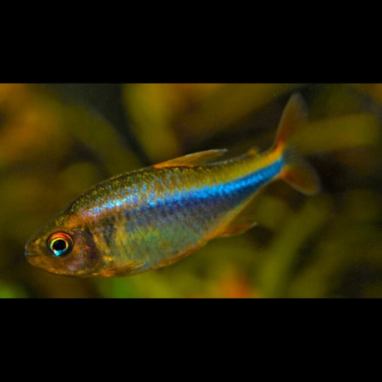 Tétra myrtille (Hyphessobrycon wadai) – Sur commande