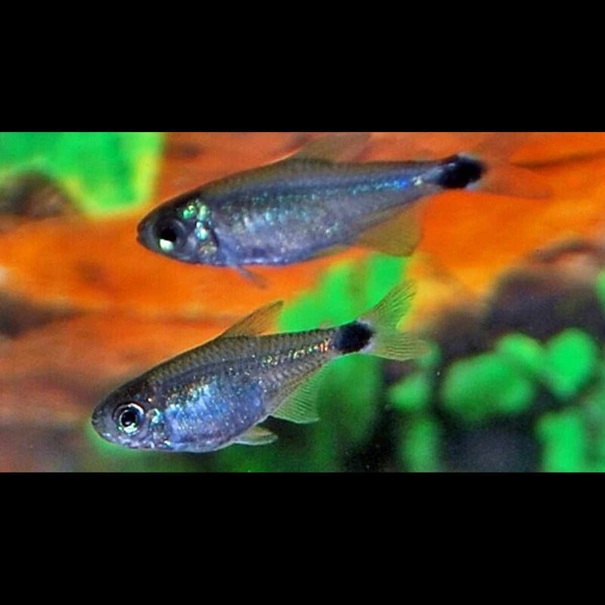 Tétra elachys (Hyphessobrycon elachys) – Sur commande