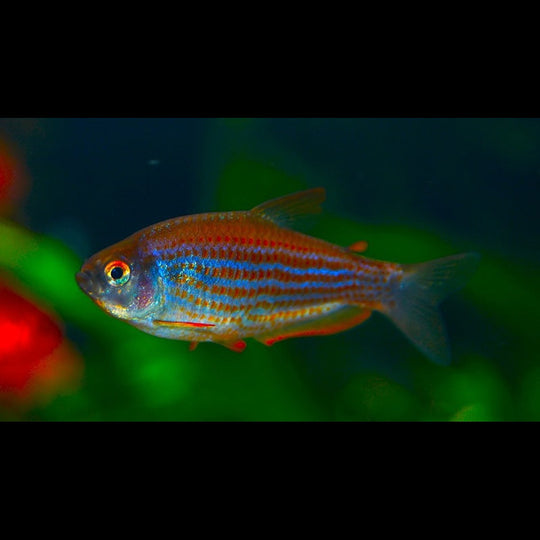 Tétra royal parauapiranga (Inpaichthys parauapiranga) – Sur commande
