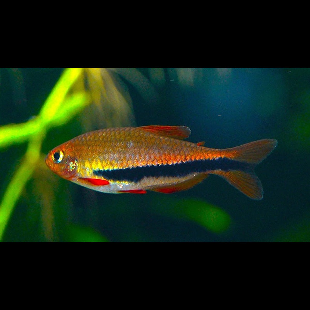 Tétra royal noir (Inpaichthys luizae) – Sur commande
