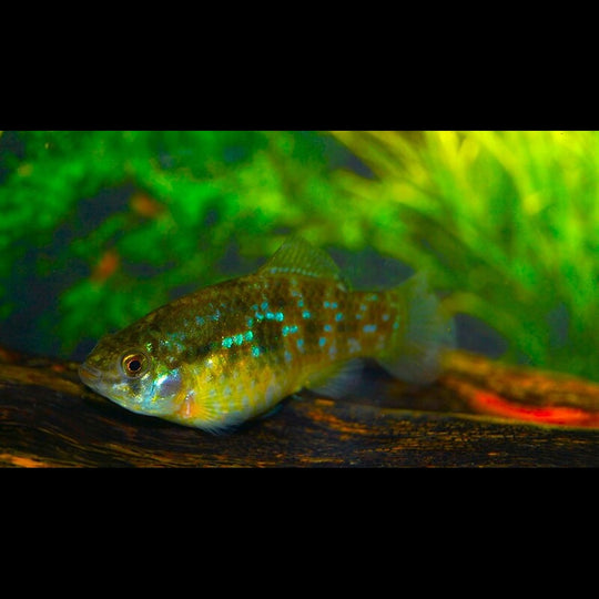 Jordanelle DE Floride (Jordanella floridae) – Sur commande