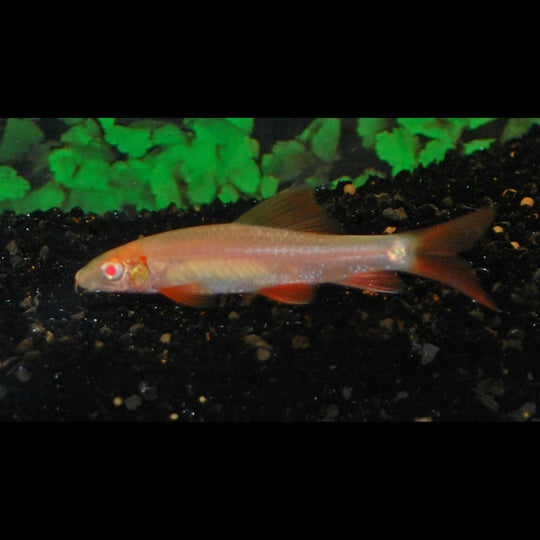 LabĂ©o Ă nageoires rouges albinos (Epalzeorhynchos frenatum « albino ») â Sur commande â par 10