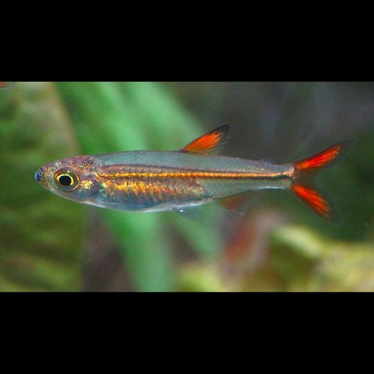 Characin nain orange sauvage (Ladigesia roloffi) – Sur commande
