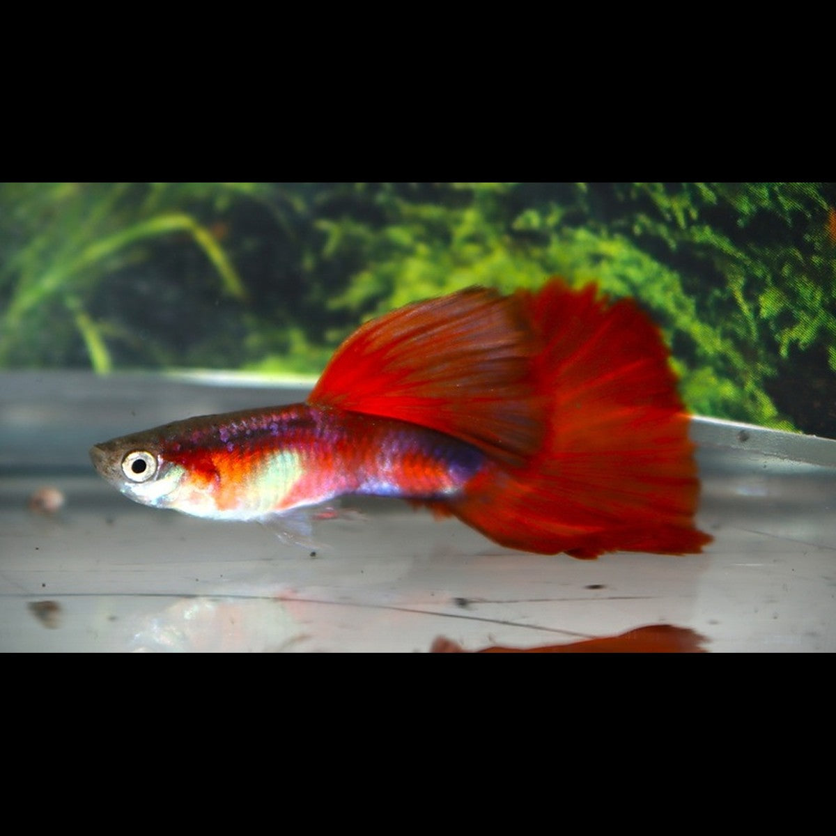Guppy Red Rose Tuxedo (mâles/femelles) (Poecilia reticulata « red rose tuxedo »)