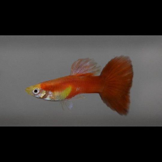 Guppy Moscow Rouge (mâle) (Poec. RET. moscow red) – Sur commande – par 10