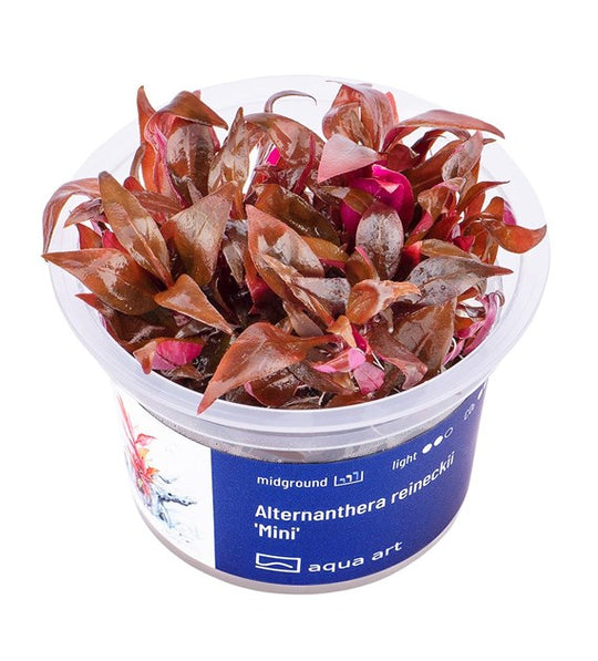 Alternanthera reineckii 'Mini'