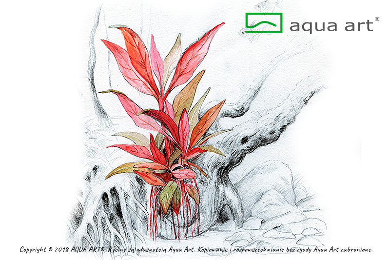 Alternanthera reineckii 'Mini'