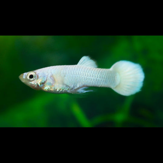 Guppy Blanche Neige (mâle) (Poec. RET. snow white) – Sur commande – par 10