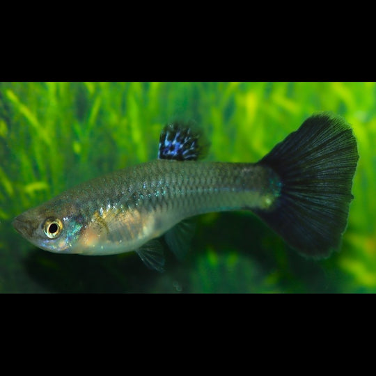 Guppy BLUE Grass (femelle) (Poec. RET. blue grass) – Sur commande – par 10