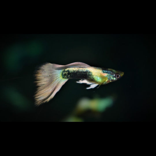 Guppy Tuxedo Platinum (Mâle) (Poec. RET. tuxedo platinum) – Sur commande – par 10