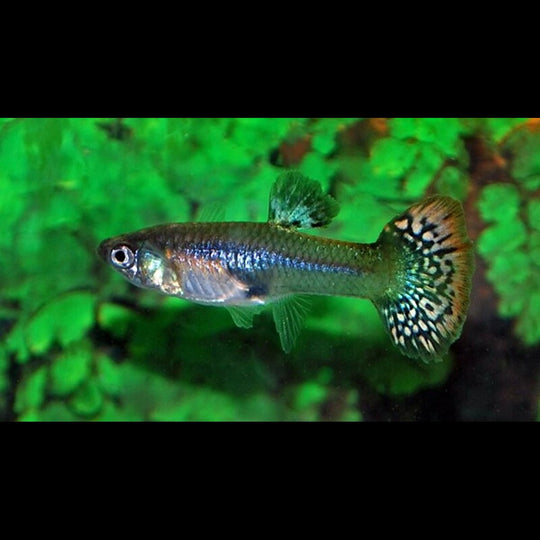 Guppy Snakeskin Assortis (femelle) (Poec. RET. snakeskin mix) – Sur commande – par 10