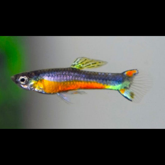 Guppy Endler Santa Maria (m/f) (Poec. wingei santa maria) – Sur commande
