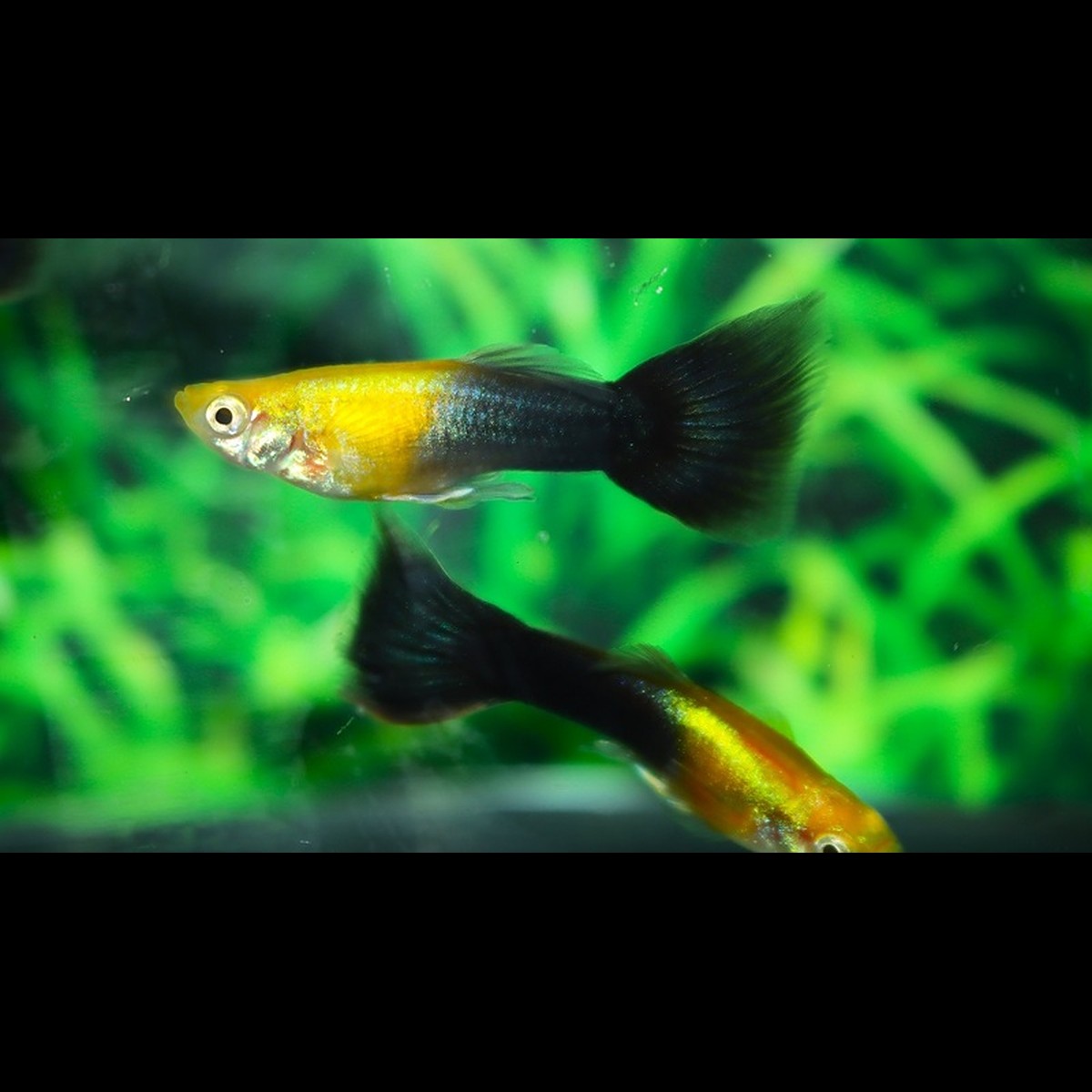 Guppy TÊTE Dorée NOIR (mâle) (Poec. RET. goldhead black) – Sur commande – par 10