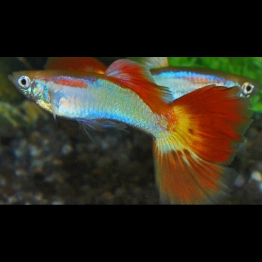 Guppy Sunset (mâle) (Poec. RET. sunset) – Sur commande – par 10