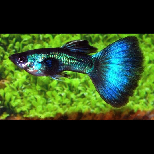 Guppy Turquoise (mâle) (Poec. RET. moscow green) – Sur commande – par 10