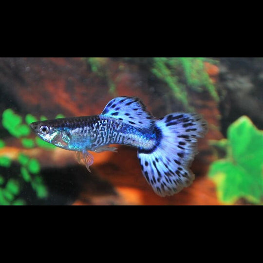 Guppy Snakeskin BLEU (mâle) (Poec. RET. snakeskin blue) – Sur commande – par 10