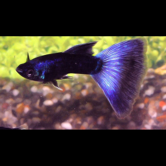 Guppy Moscow BLEU (mâle) (Poec. RET. moscow blue) – Sur commande – par 10