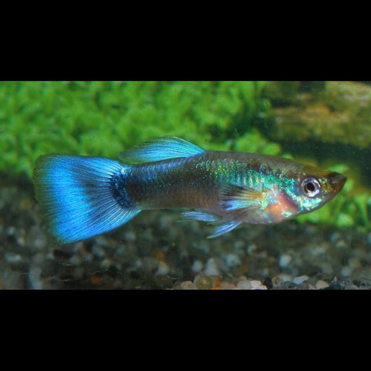 Guppy NÉON BLEU (mâle) (Poec. RET. neon blue) – Sur commande – par 10