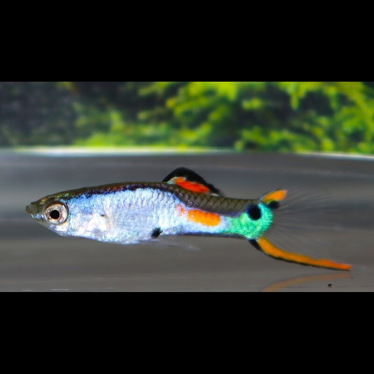 Guppy Endler Silverado (m/f) (Poec. wingei silverado) – Sur commande – par 10
