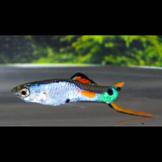 Guppy Endler Silverado (m/f) (Poec. wingei silverado) – Sur commande – par 10