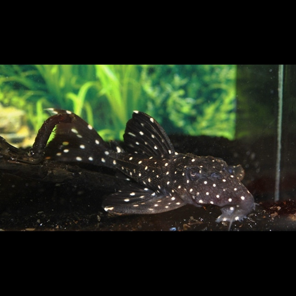 Pléco galaxie L240 sauvage (Leporacanthicus cf. galaxias) – Sur commande
