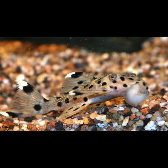 Pléco sultan L264 (Leporacanthicus joselimai) – Sur commande